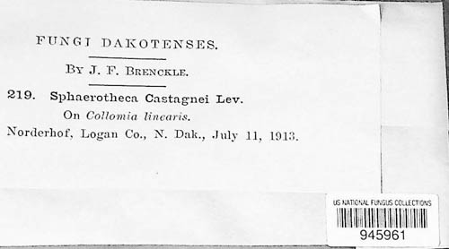 Sphaerotheca castagnei image